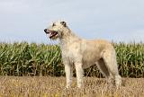 IRISH WOLFHOUND 135
